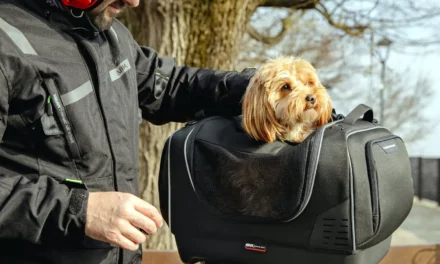 Givi Pet Bag T525 : Le Top-Case pour toutou